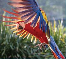 Maleny Botanic Gardens